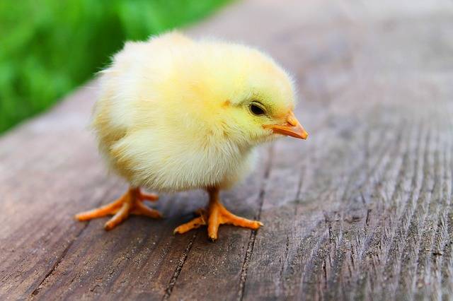 养鸡怎么给小鸡保暖 养鸡的适宜温度是多少